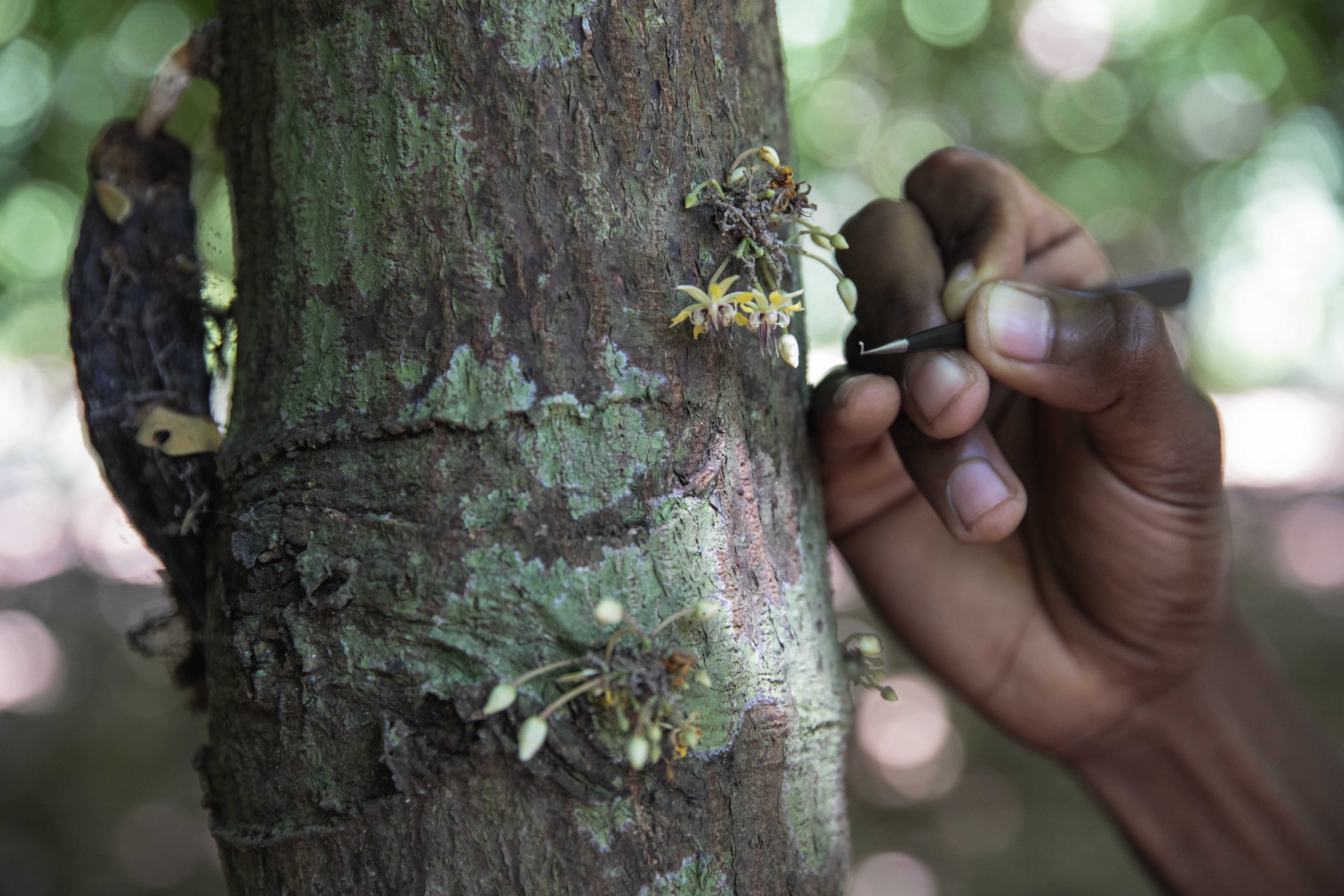 Un agricoltore mentre impollina manualmente un albero di cacao nei dintorni della città di Ambanja, nella regione Diana, il 19 luglio 2024