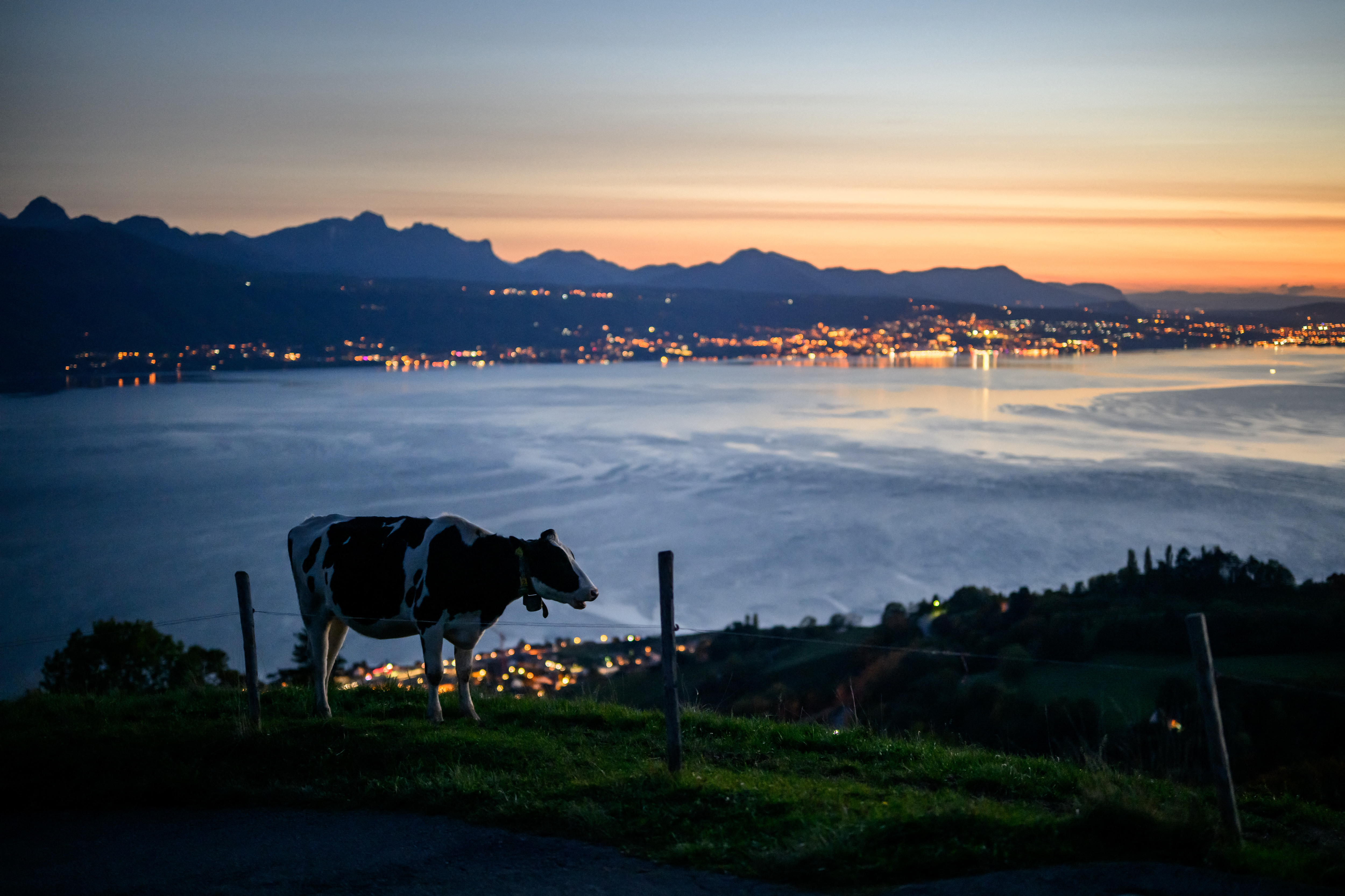 2024年10月11日,瑞士西部里兹市(Riez)古尔泽山(Mont de Gourze)上,夕阳西下,湖光山色间,一头奶牛悠然地站在山上。