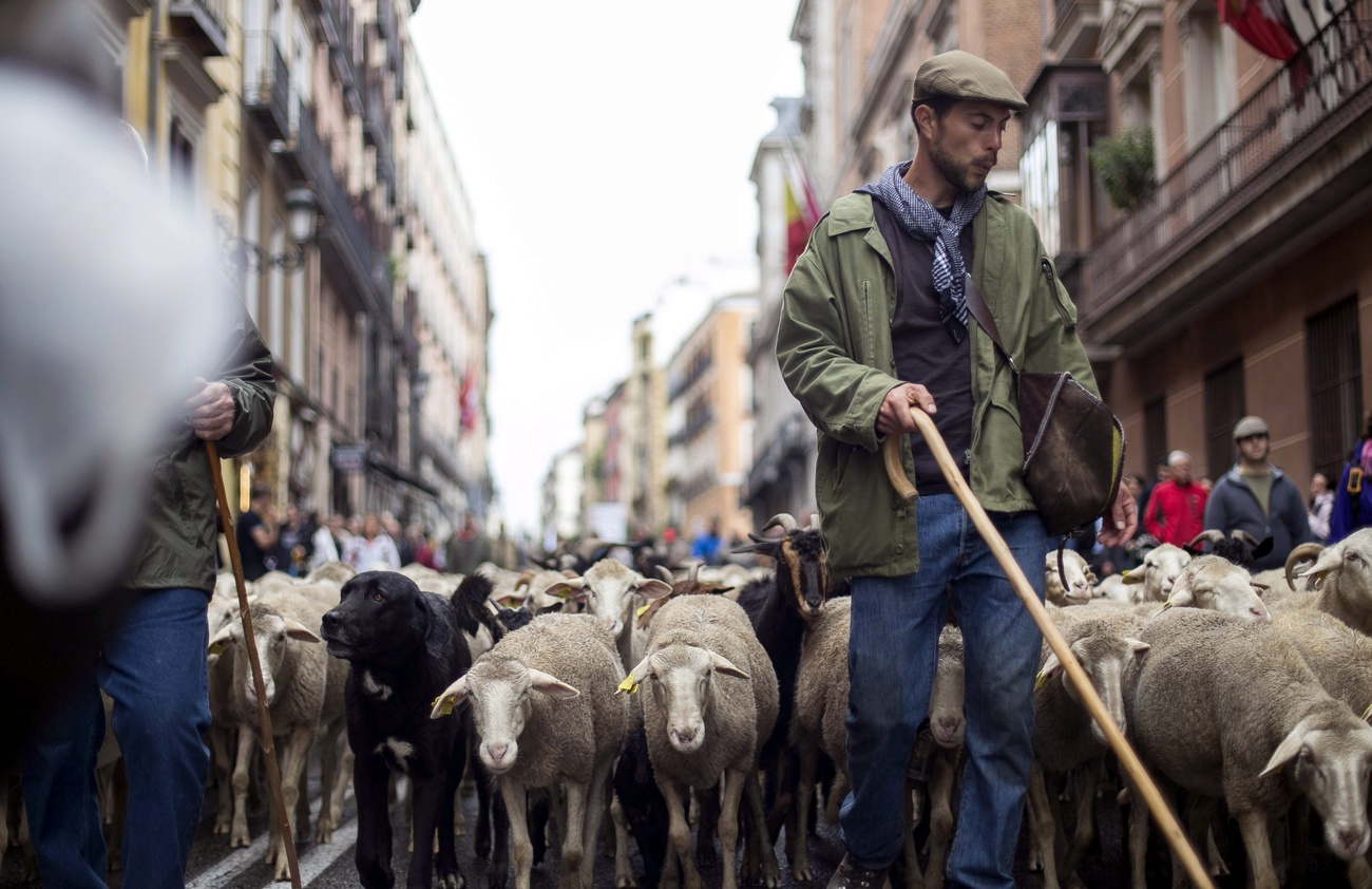 Shepherds lead hundreds of sheep along a street in downtown Madrid, Spain, in 2016.