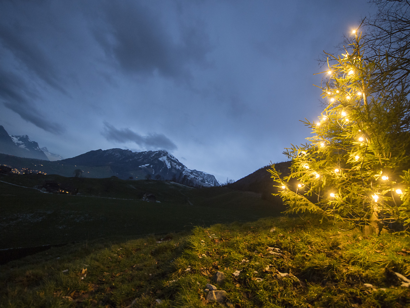 albero di natale illuminato in un prato verde