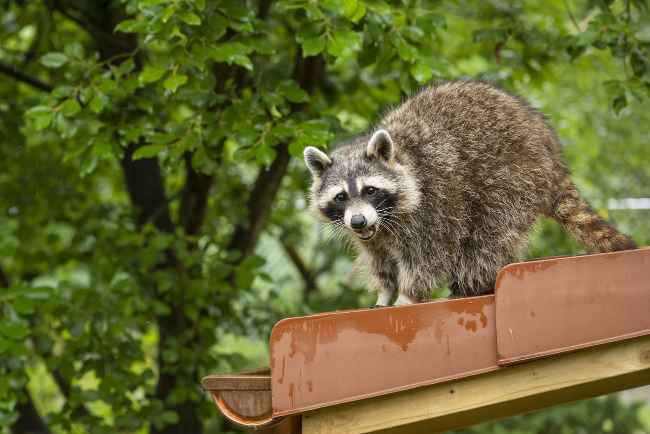 After a recent sighting in the village of Seltisberg, Basel, game warden Thomas Schöpfer launched a search using a thermal imaging camera.