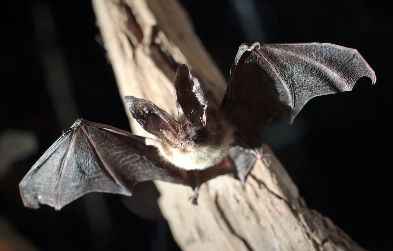 pipistrello