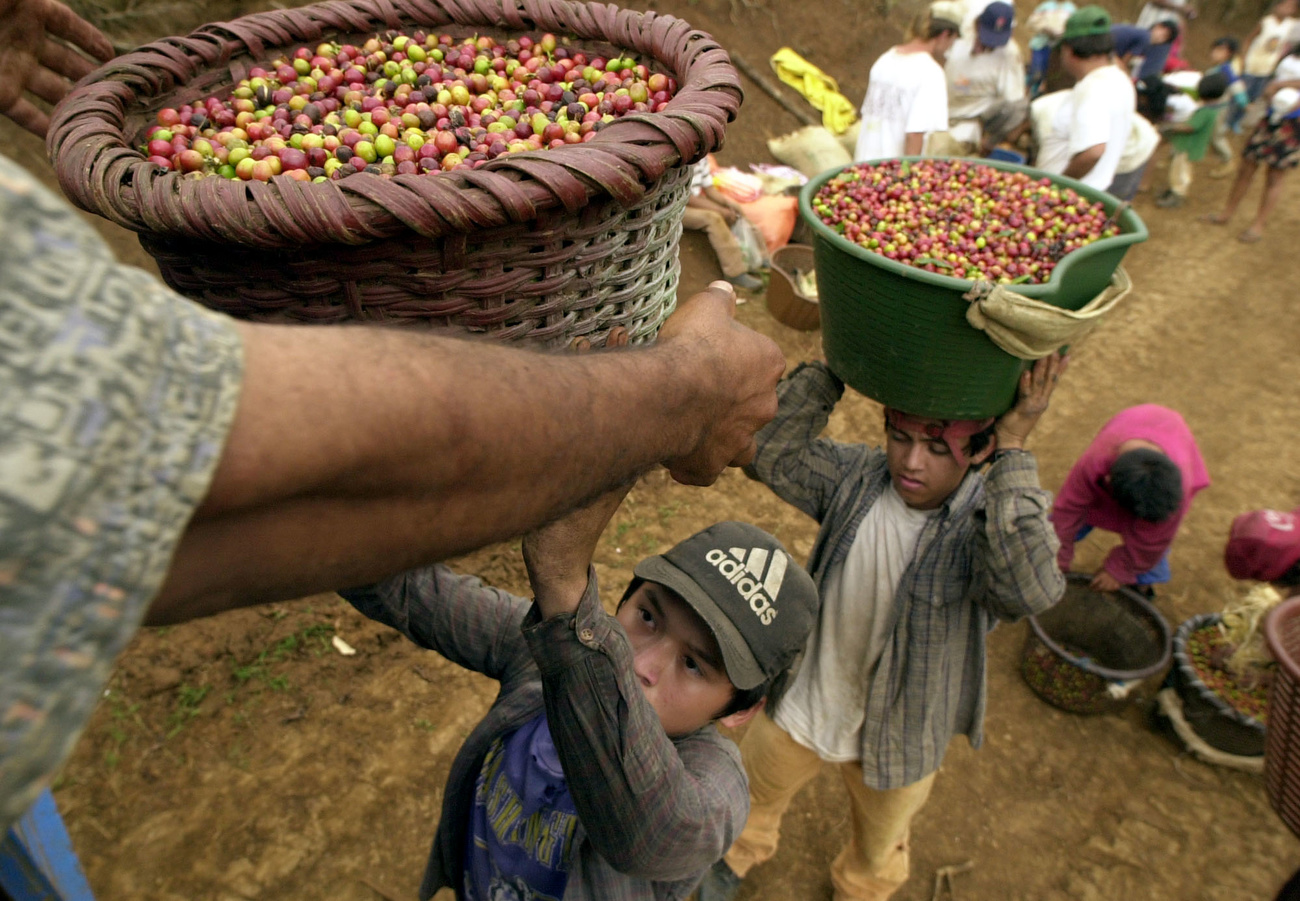 Bambini nicaraguensi si preparano a pesare i chicchi di caffè appena raccolti nelle piantagioni