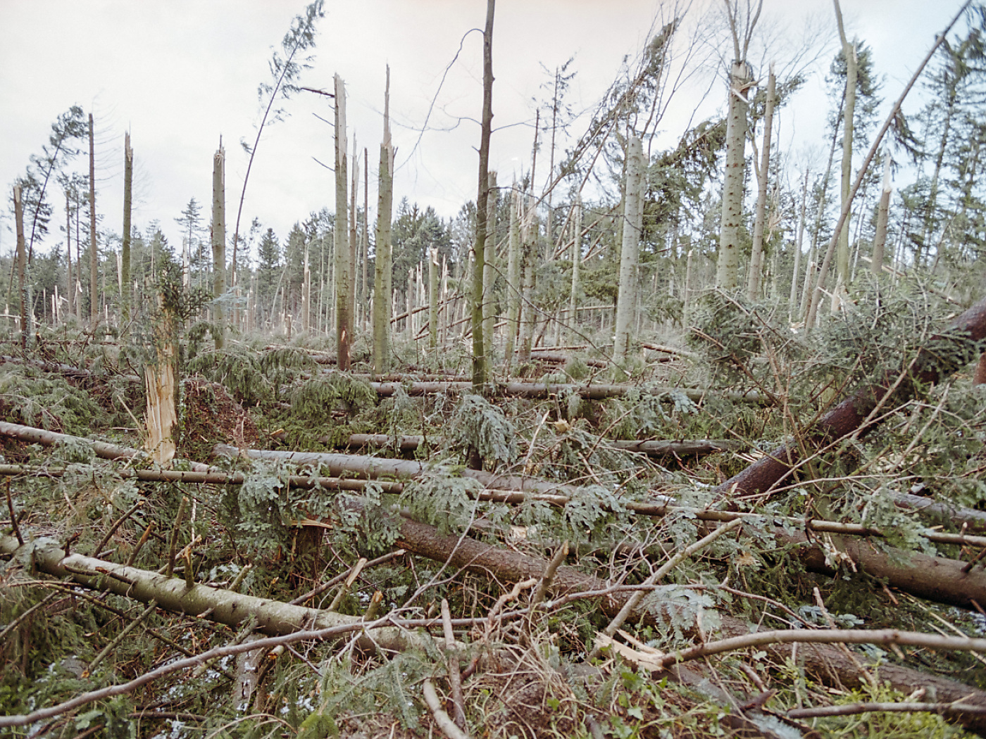 25 years ago, Lothar wreaked havoc in Swiss forests