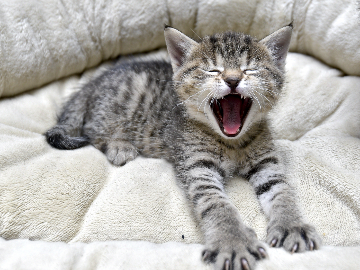 Confederation examines compulsory chipping of cats