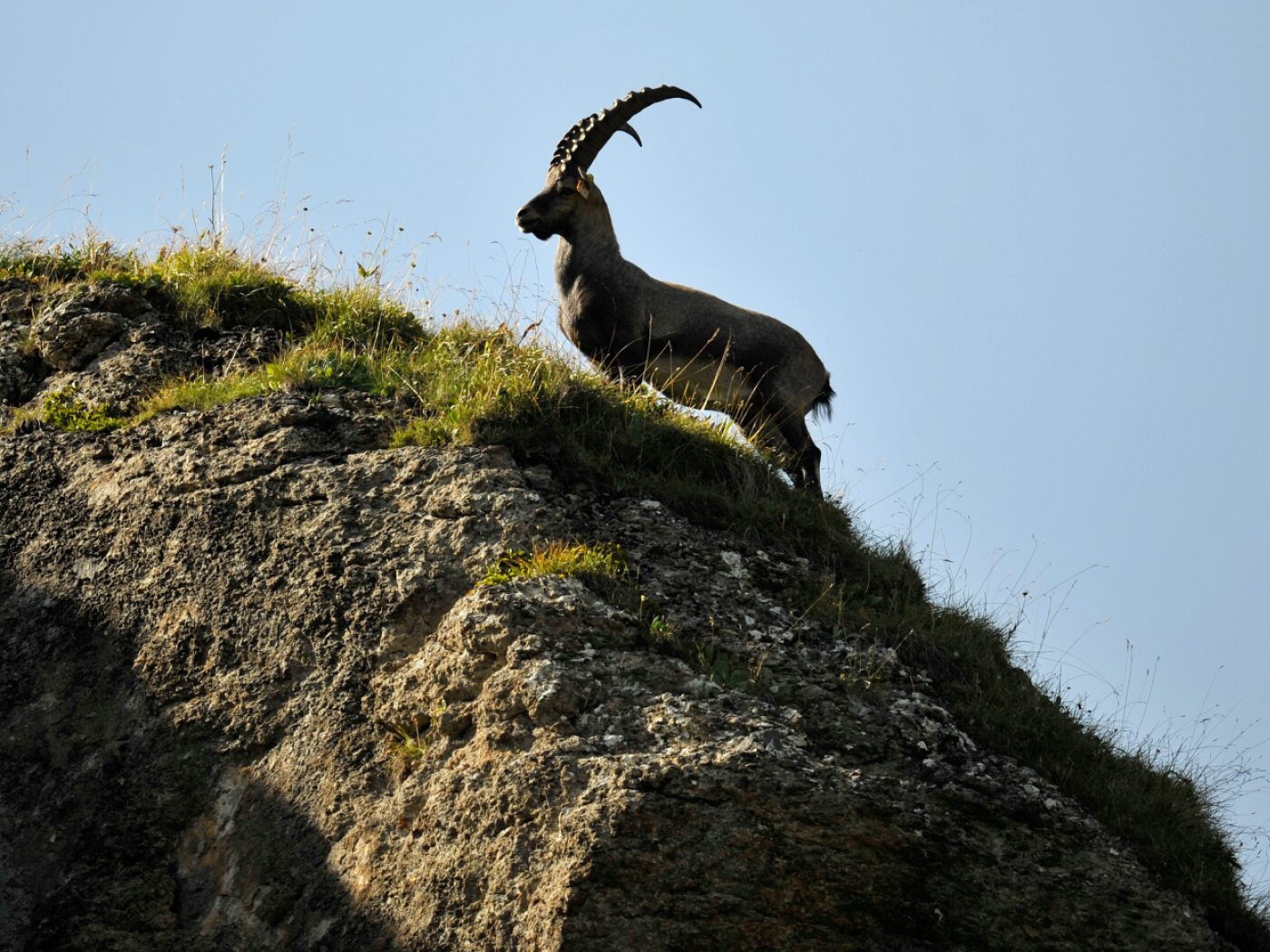Foreigners will once again be allowed to kill ibex in Valais