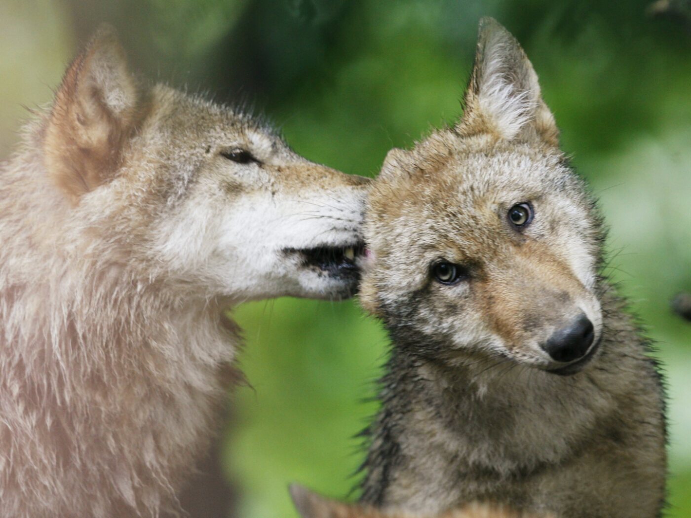 Bern Convention Committee investigates Swiss wolf policy