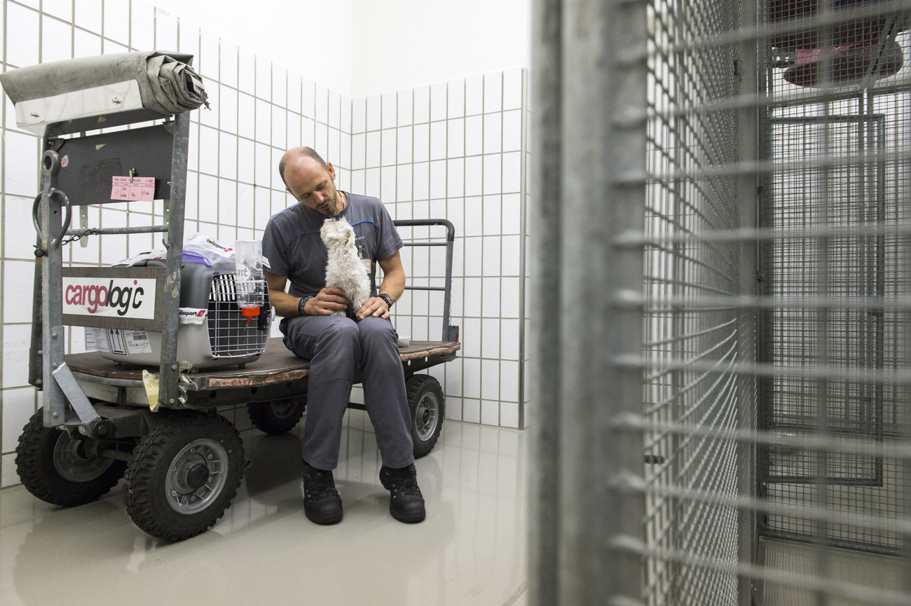Ein Pfleger kümmert sich an einem Flughafen um einen Hund