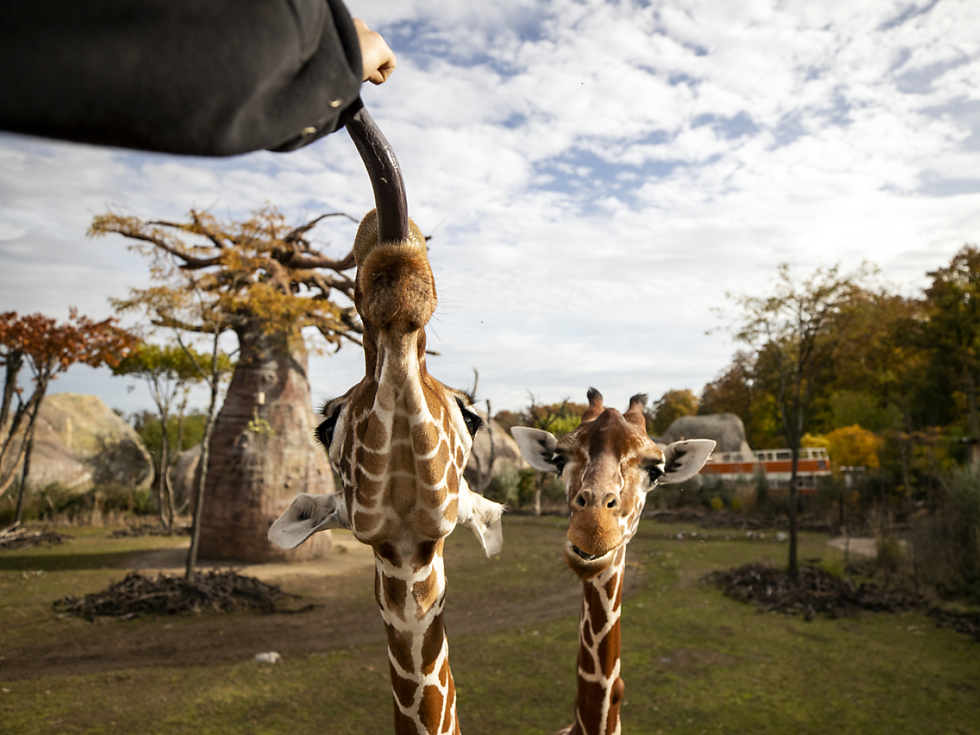 According to Zurich researchers, zoos should deliberately kill surplus animals