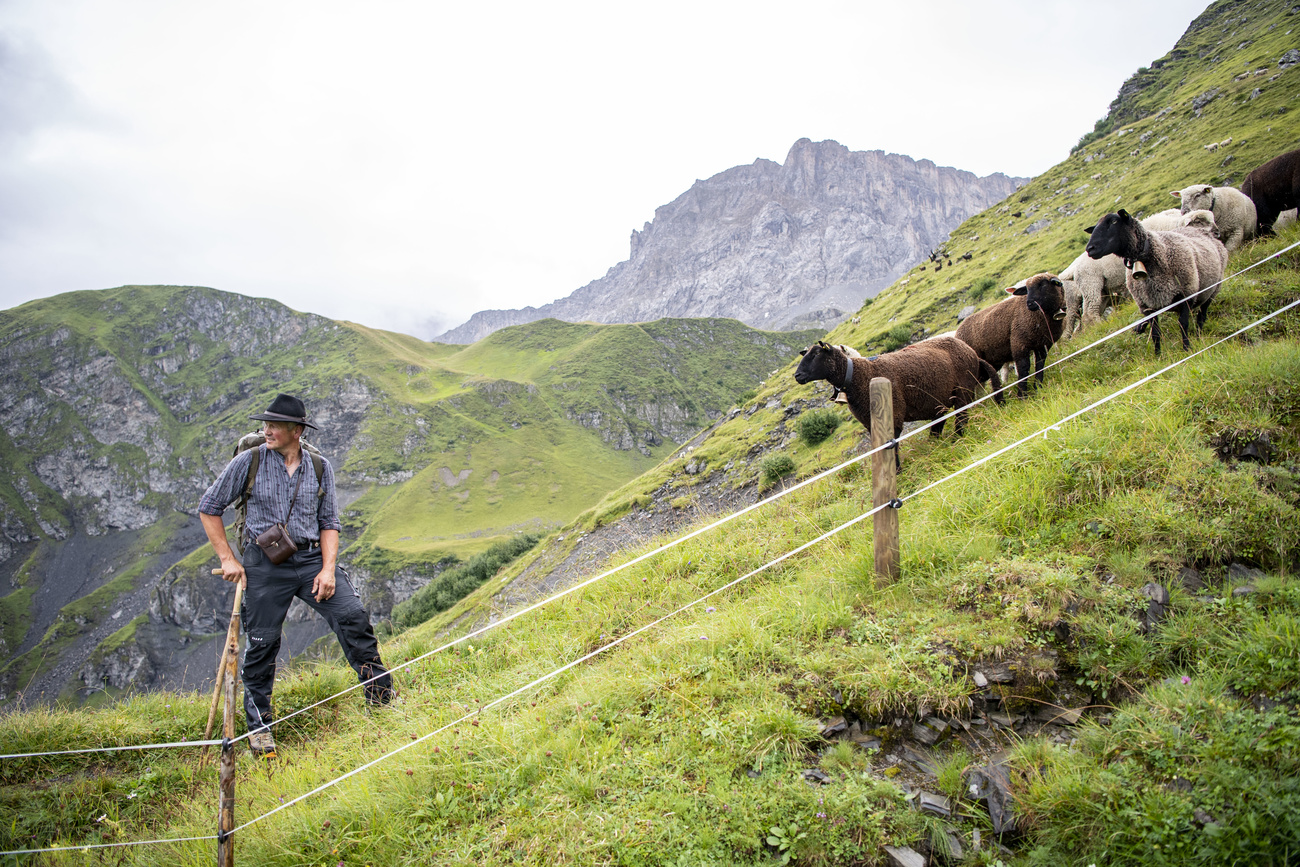 Schafe auf einer Alp
