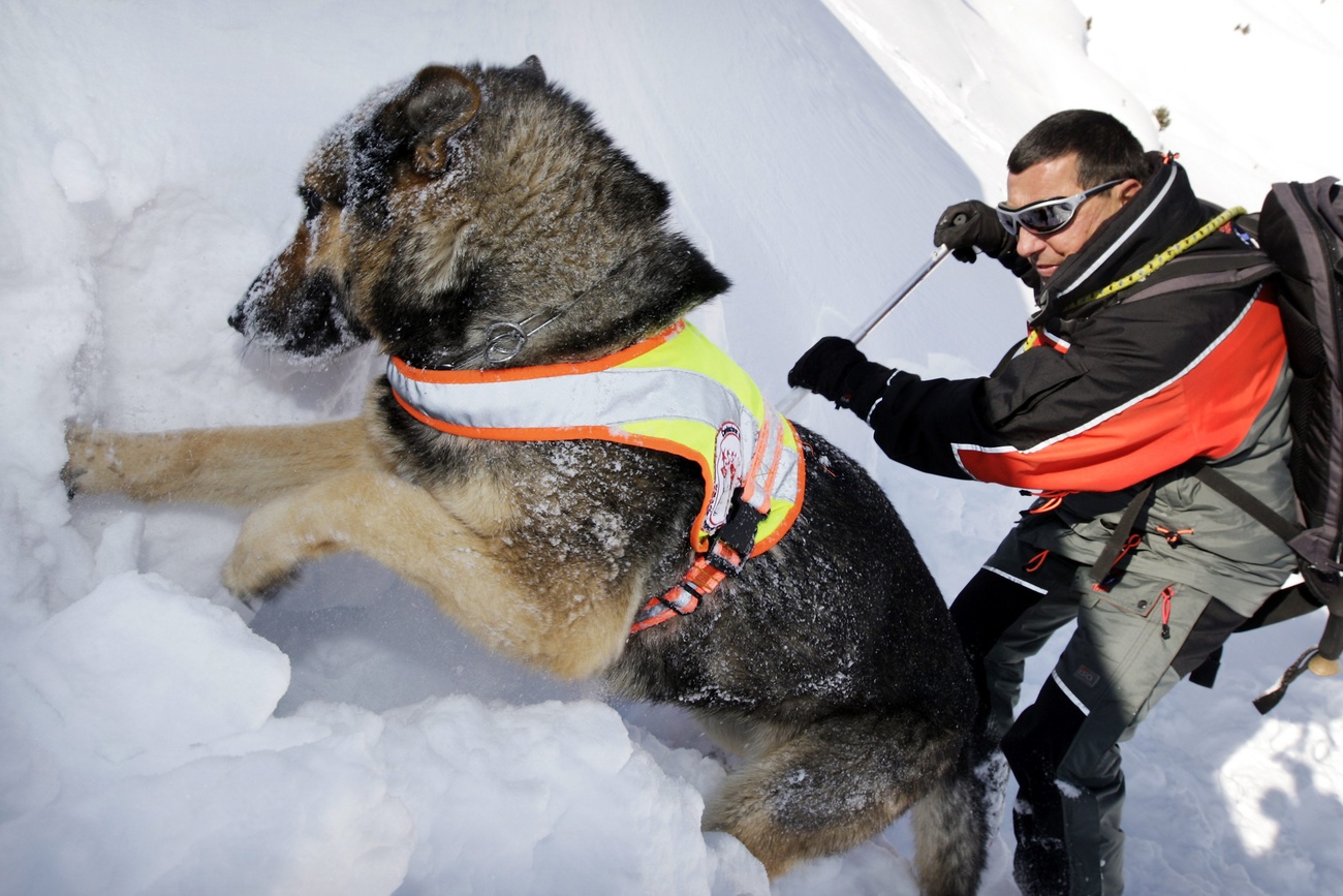 In Siviez in canton Valais, just twenty or so mountain enthusiasts took the avalanche dog handler training course this week. There are around fifty avalanche dog handlers in the Valais today, around 30% fewer than 20 years ago.