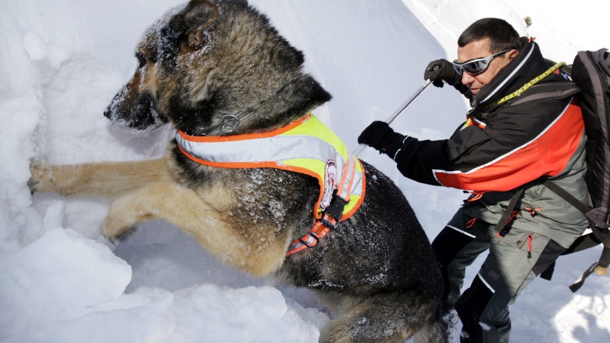 Swiss alps face shortage of avalanche dog handlers - SWI swissinfo.ch
