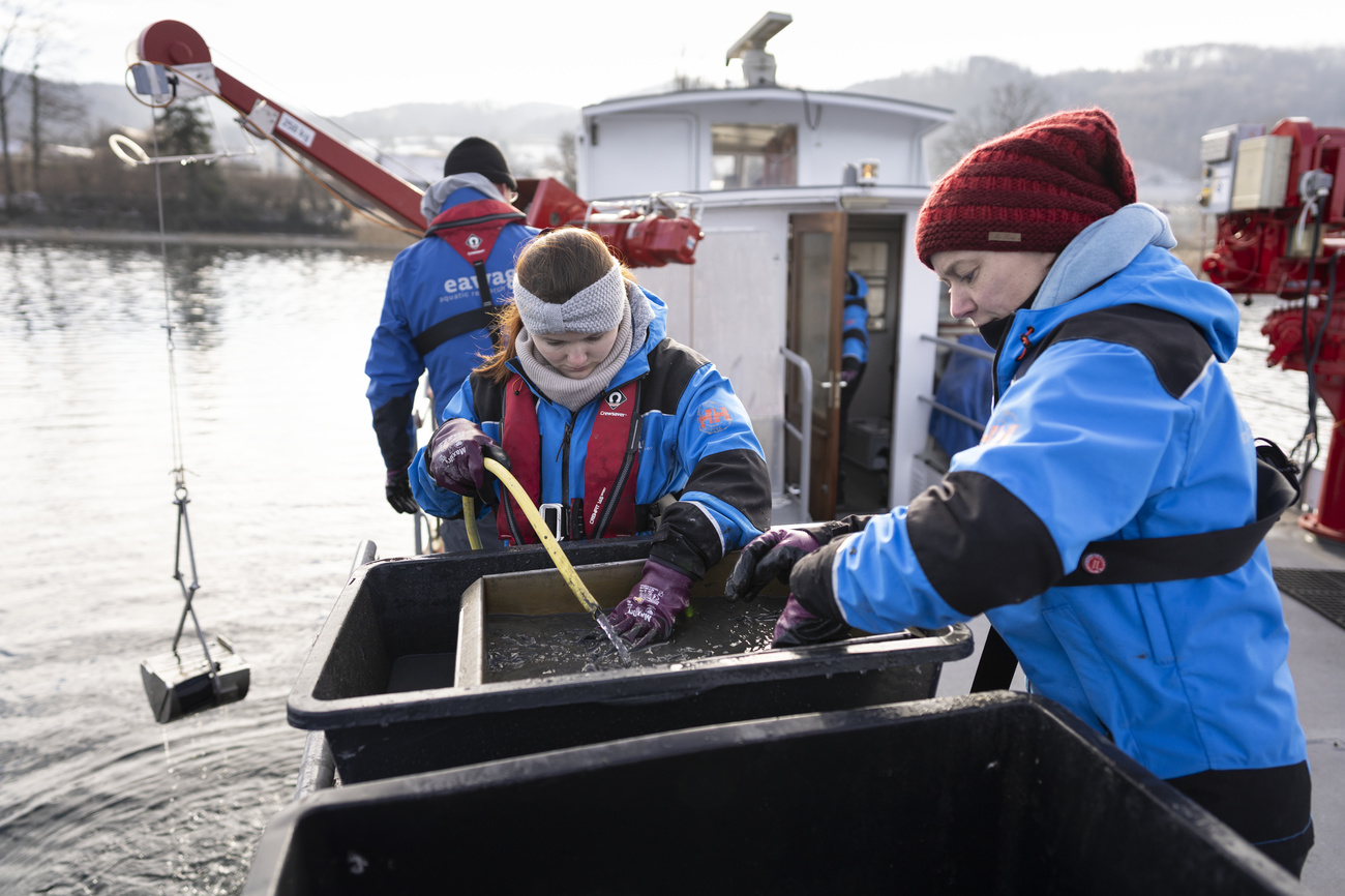 ボーデン湖の堆積(たいせき)物サンプルを採取し、クワッガガイの侵入と繁殖を監視するスイス連邦水科学技術研究所(Eawag)とコンスタンツ大学の研究者ら
