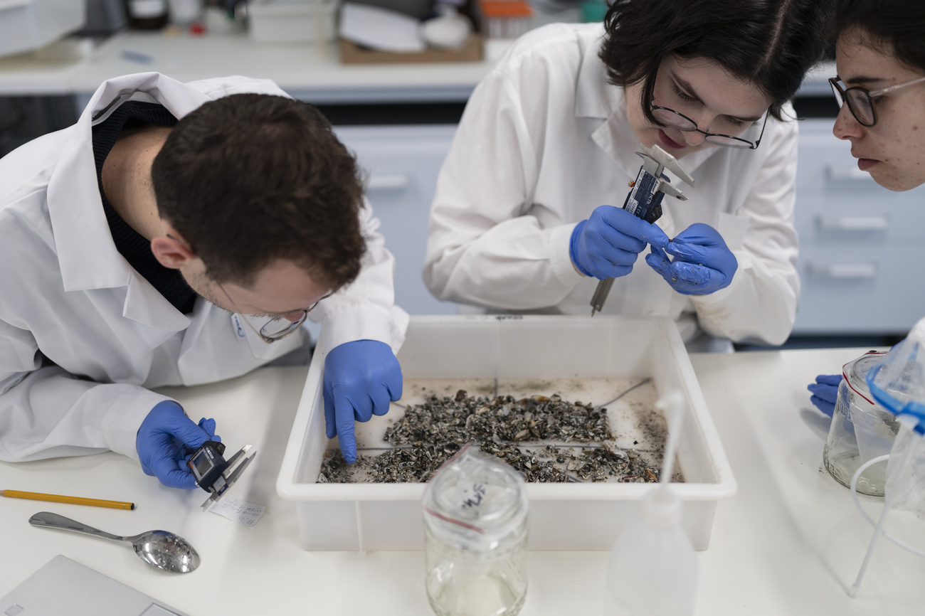 ボーデン湖で採集したクワッガガイのサイズを測るスイス連邦水科学技術研究所(Eawag)のスタッフ