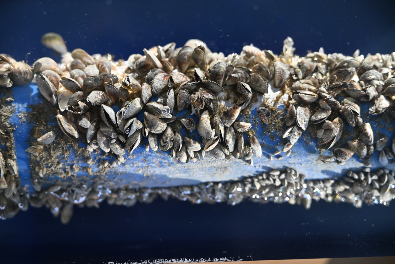 Pipe clogged with quagga mussels from Lake Constance