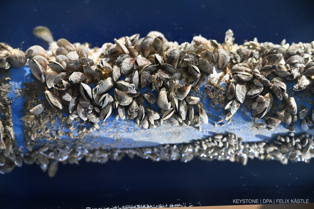 A pipe from lake Constance, clogged up with quagga mussels.