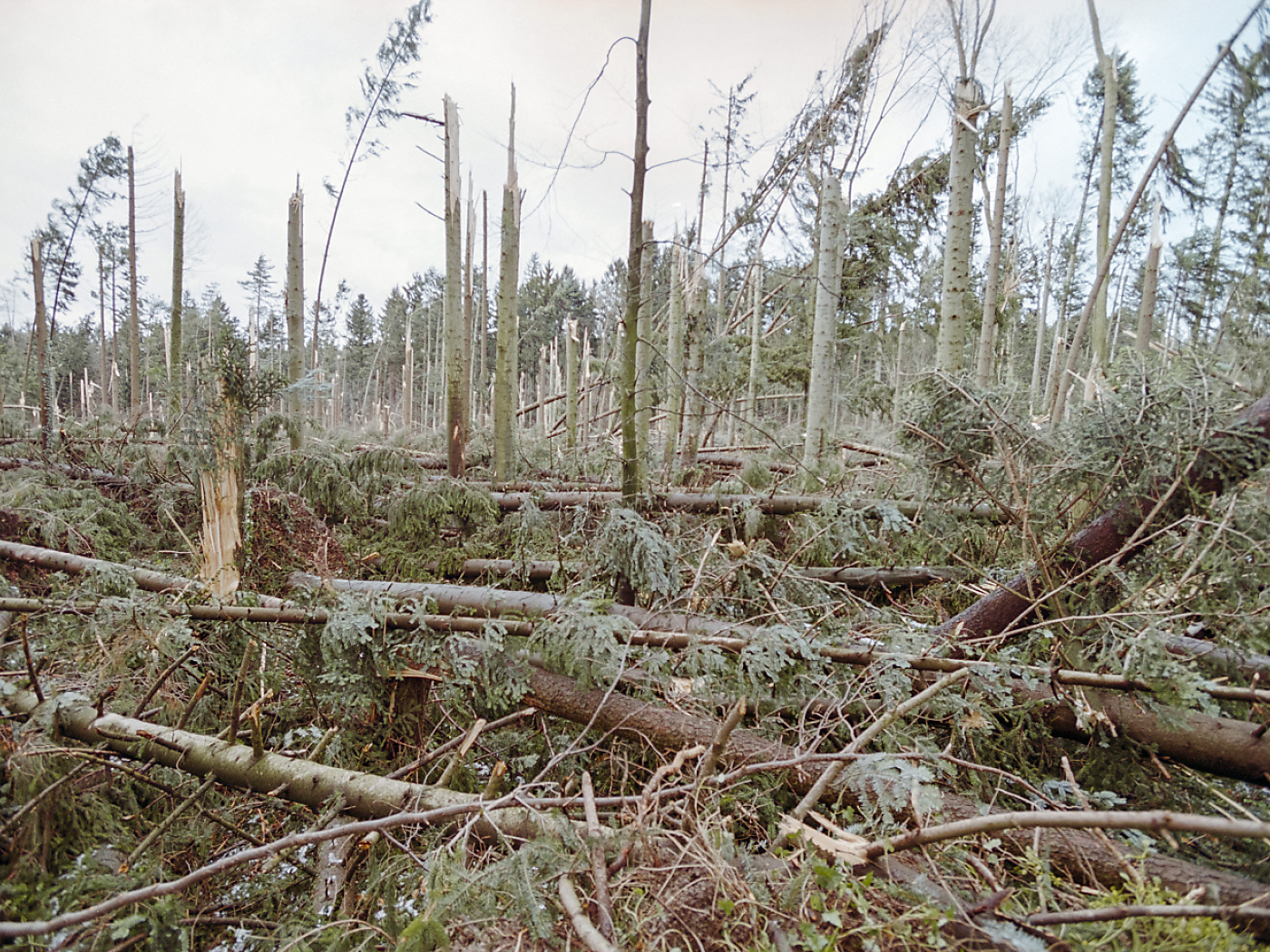 Insects benefit from storm-damaged forests