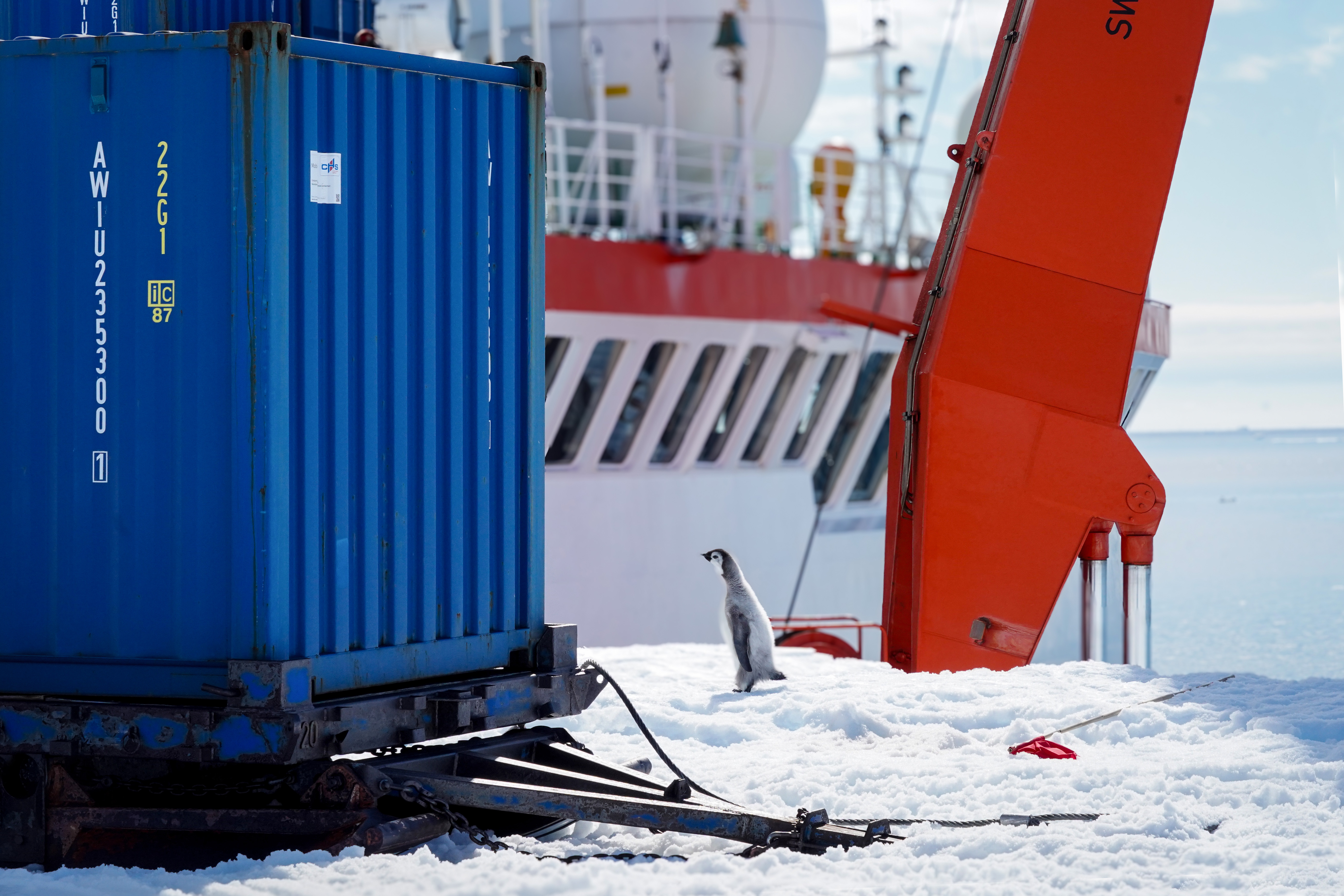 Ein Container und ein Pinguin