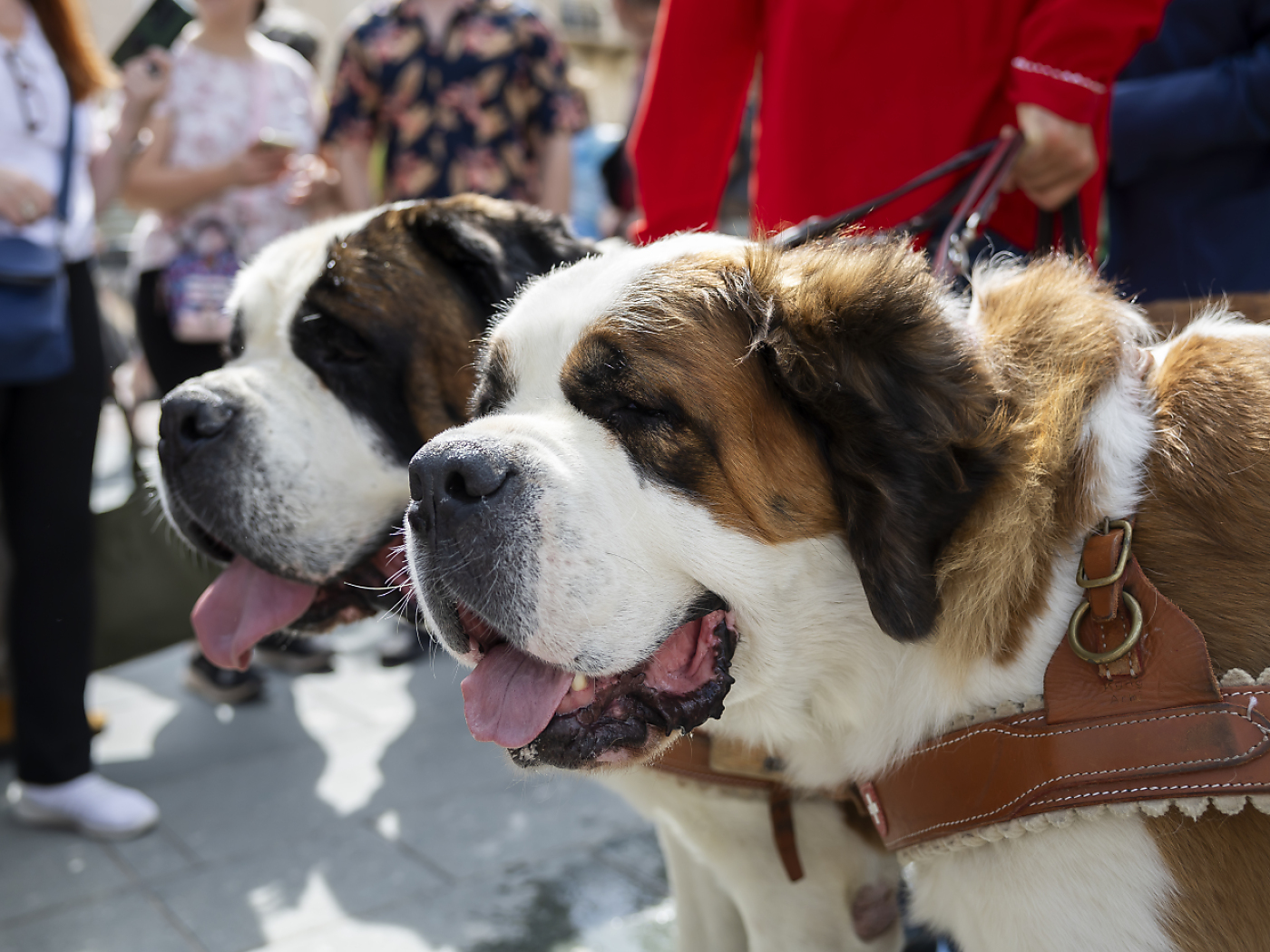 St. Bernard Foundation in Martigny VS celebrates its 20th birthday