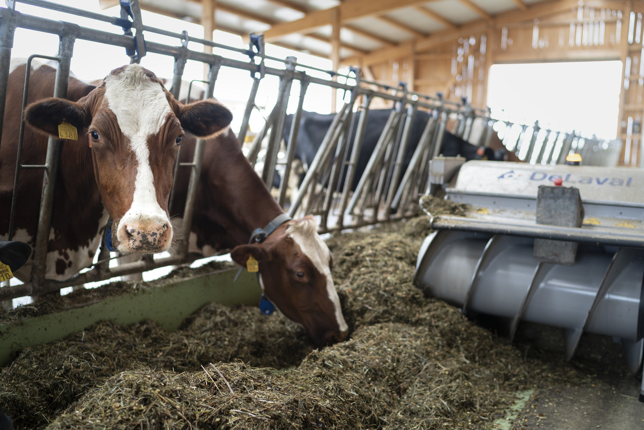 cow eat hay