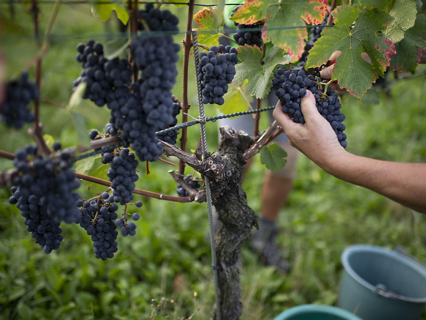 raccolta di uva rossa