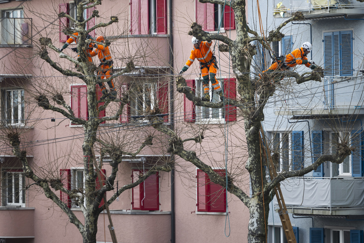 operai su un albero