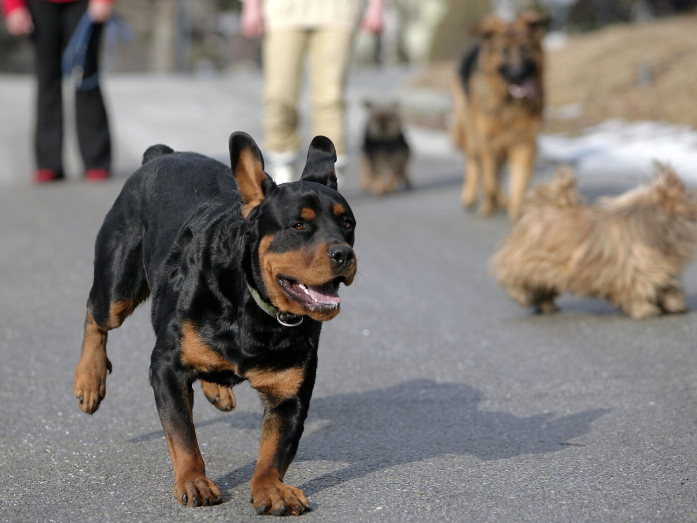 Only six Zurich Rottweiler owners apply to keep them