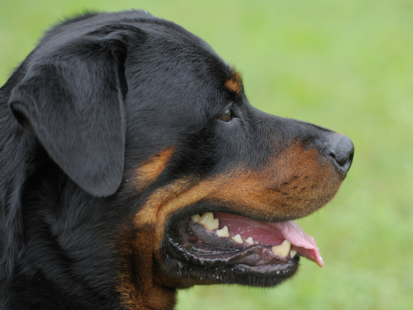 Rottweiler