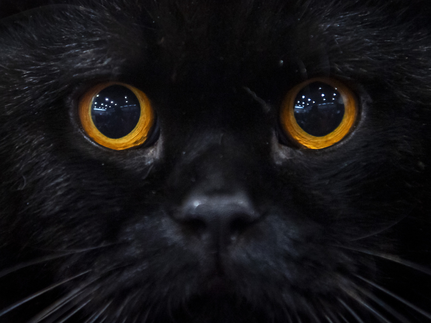 primissimo piano di un gatto nero con occhi gialli