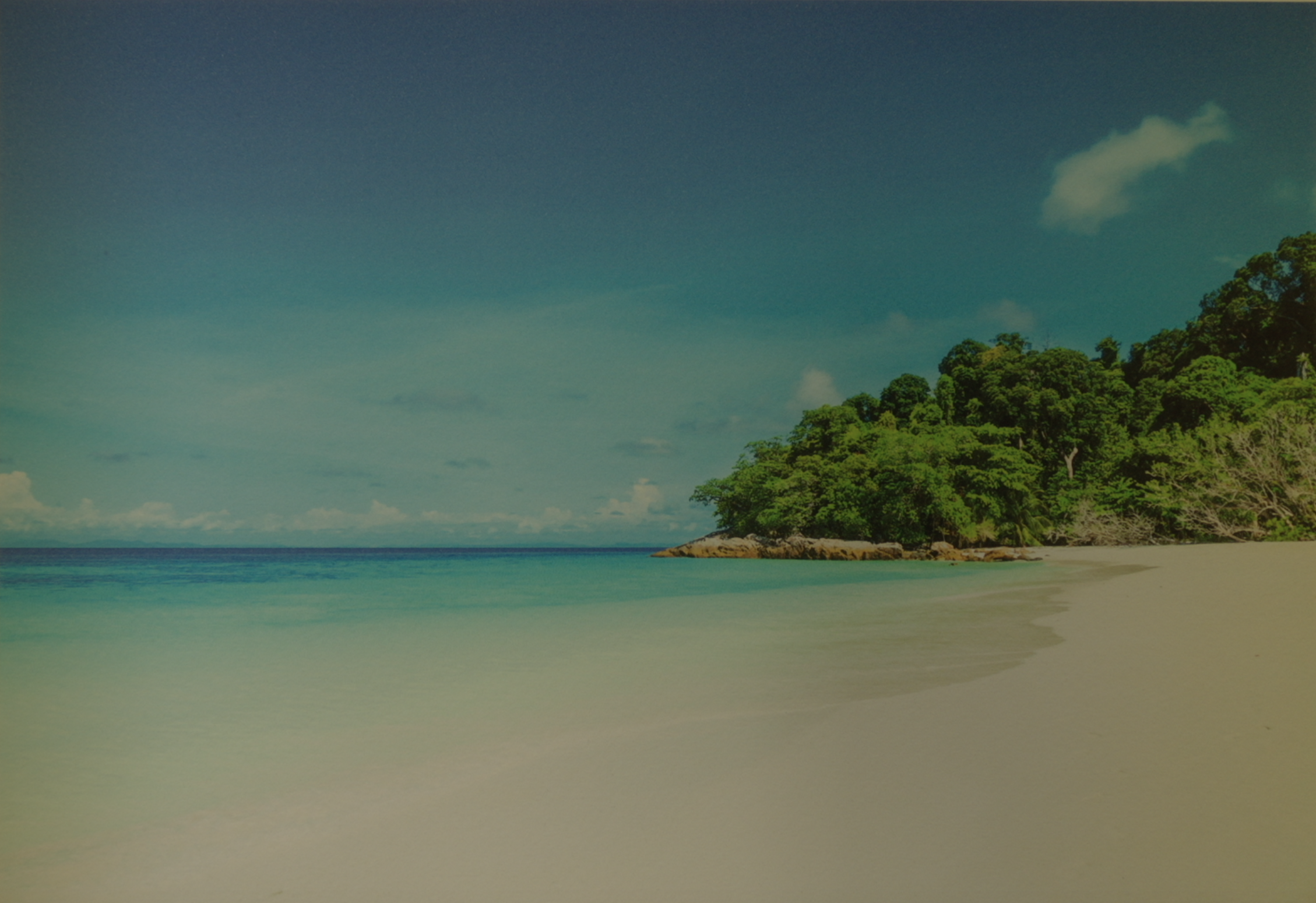 Ein Strand mit Palmen