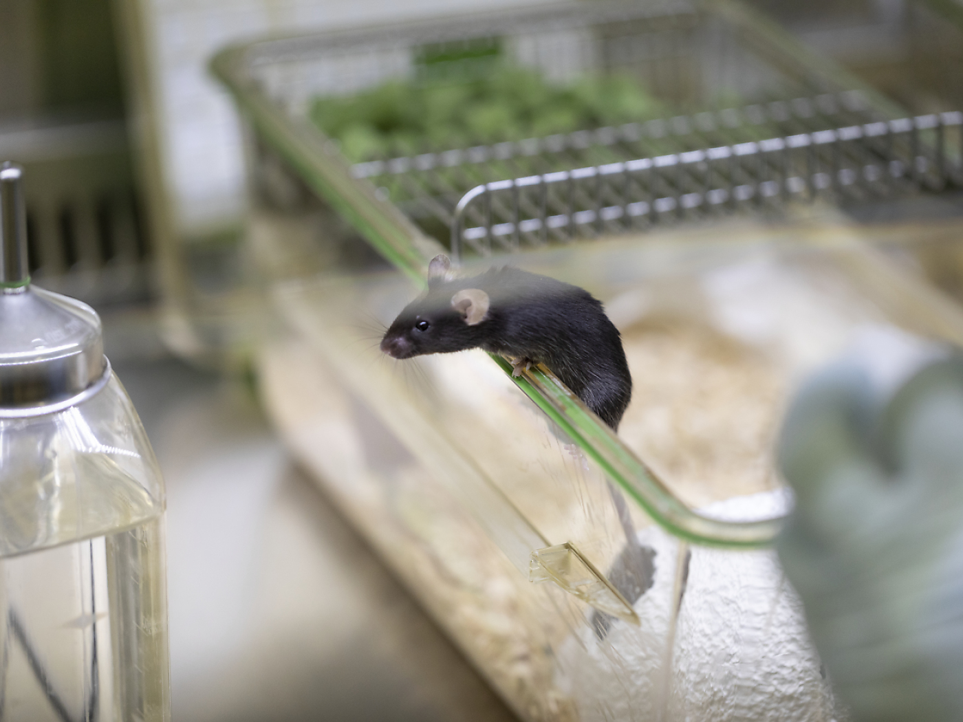 New Swiss technology to save laboratory animals