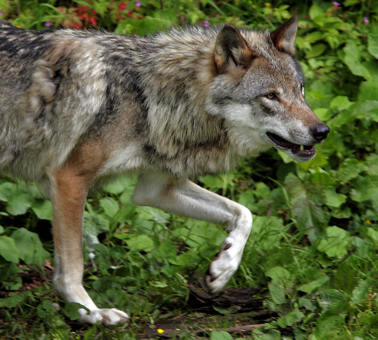 Nearly 50 wolves killed in eastern Switzerland over five-month period ...