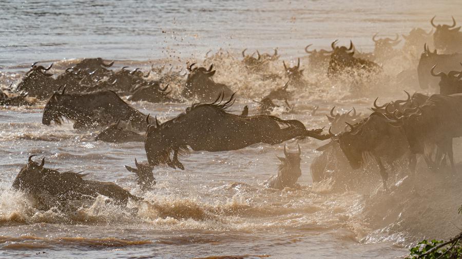 Gnu si tuffano in acqua