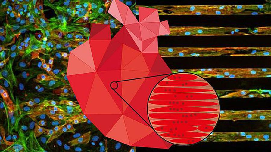 Placche di titanio sulle ossa rotte, chip e cavi nelle spine dorsali danneggiate e, adesso, origami all’interno del cuore. La medicina contemporanea è in continua evoluzione e una nuova meraviglia biomedica ispirata ai foglietti piegati della tradizione giapponese ha appena mosso i primi passi nei laboratori di Basilea.