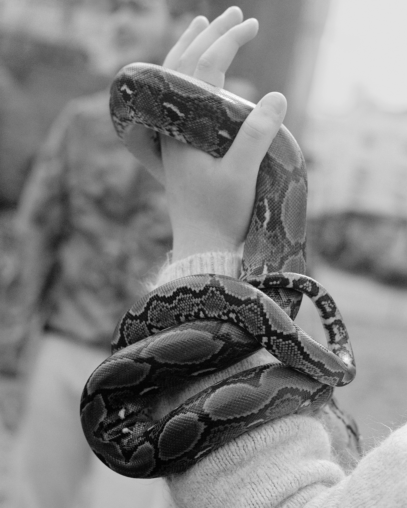 serpente