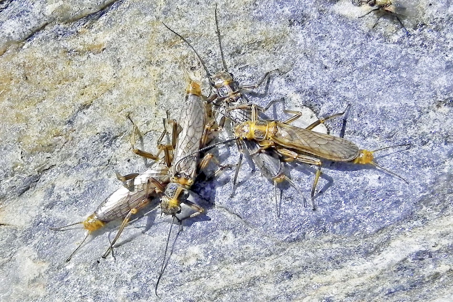 Le plécoptère Dictyogenus nadigi