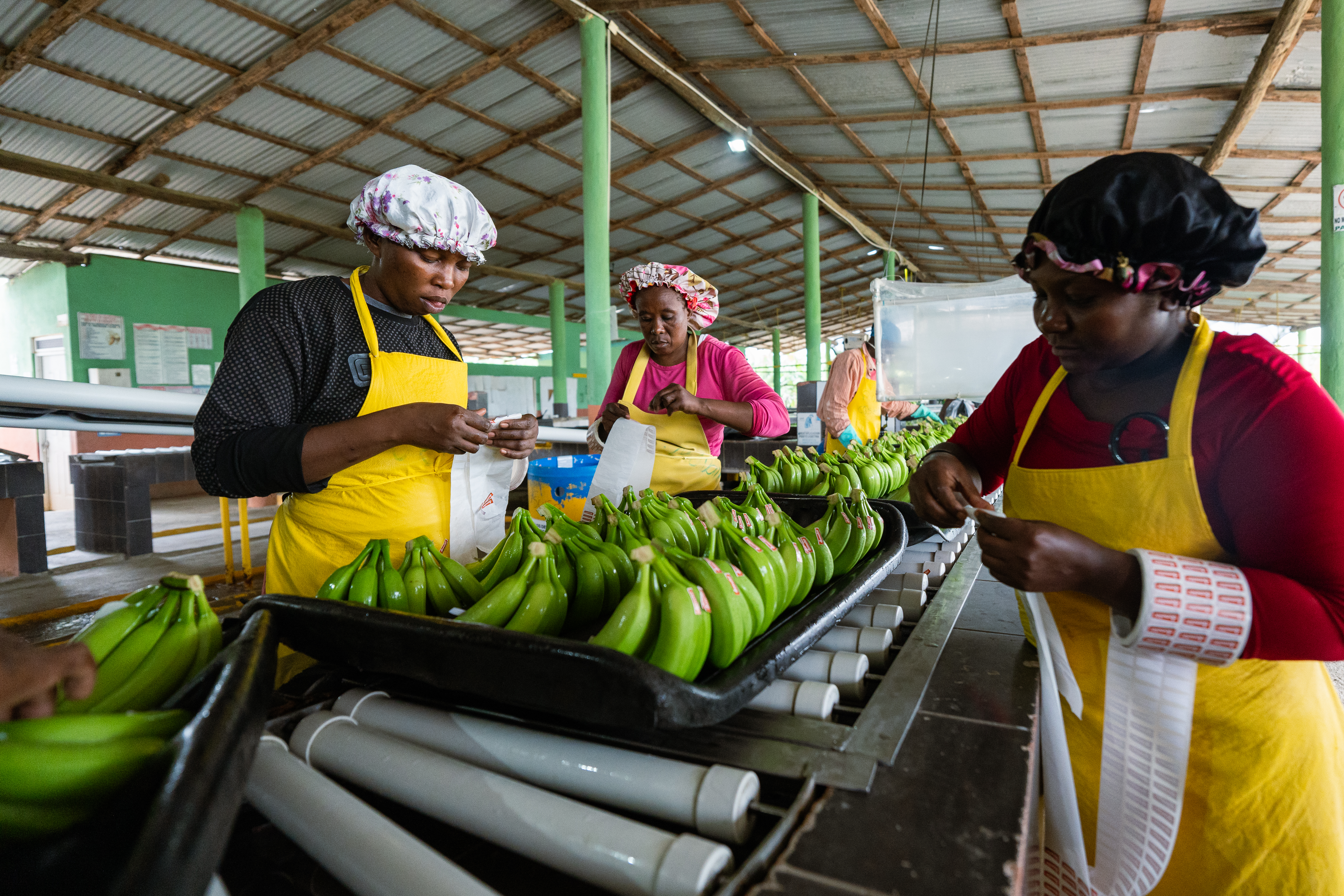 Mulheres trabalhando em um galpão