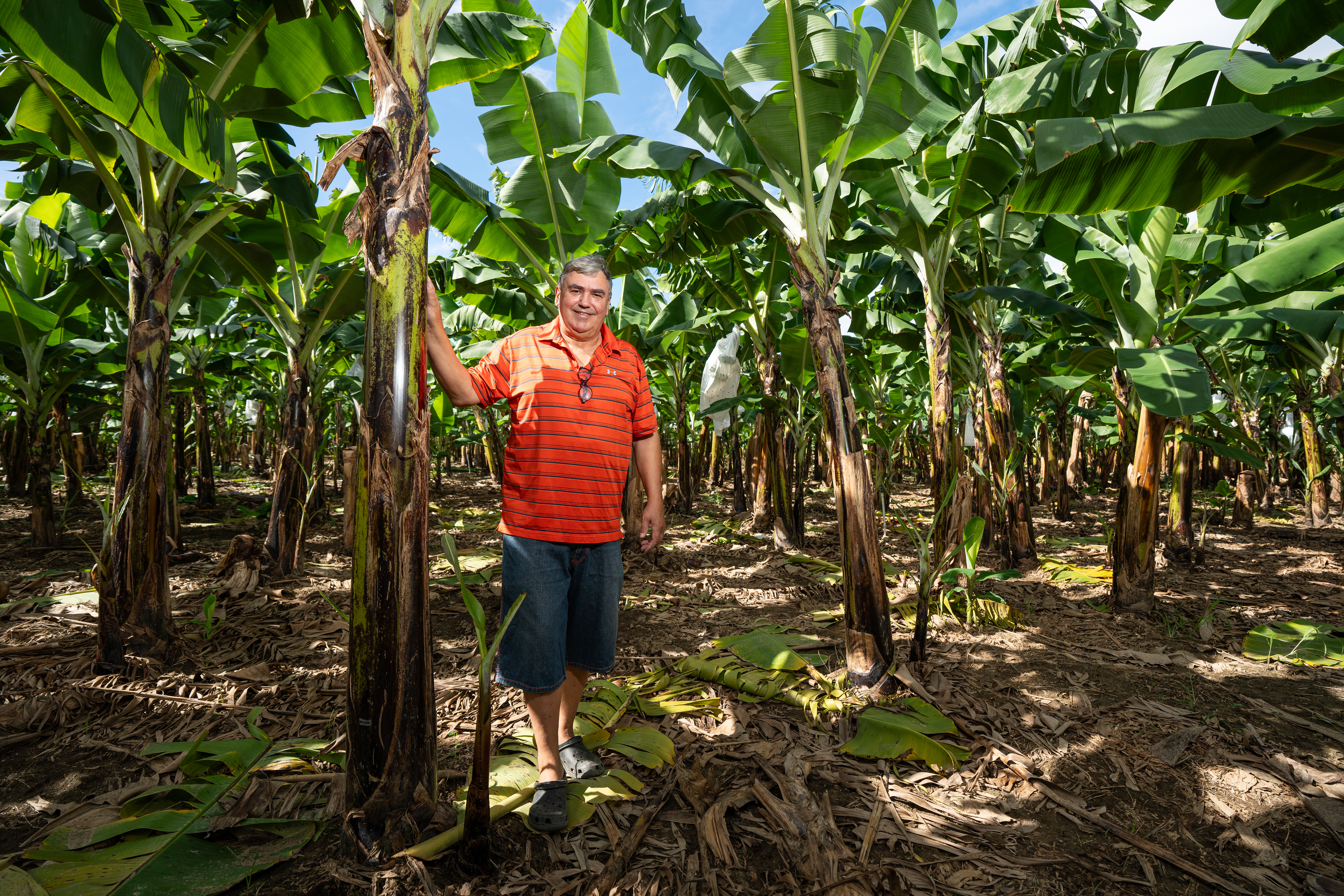 Um homem em uma plantação de bananeiras