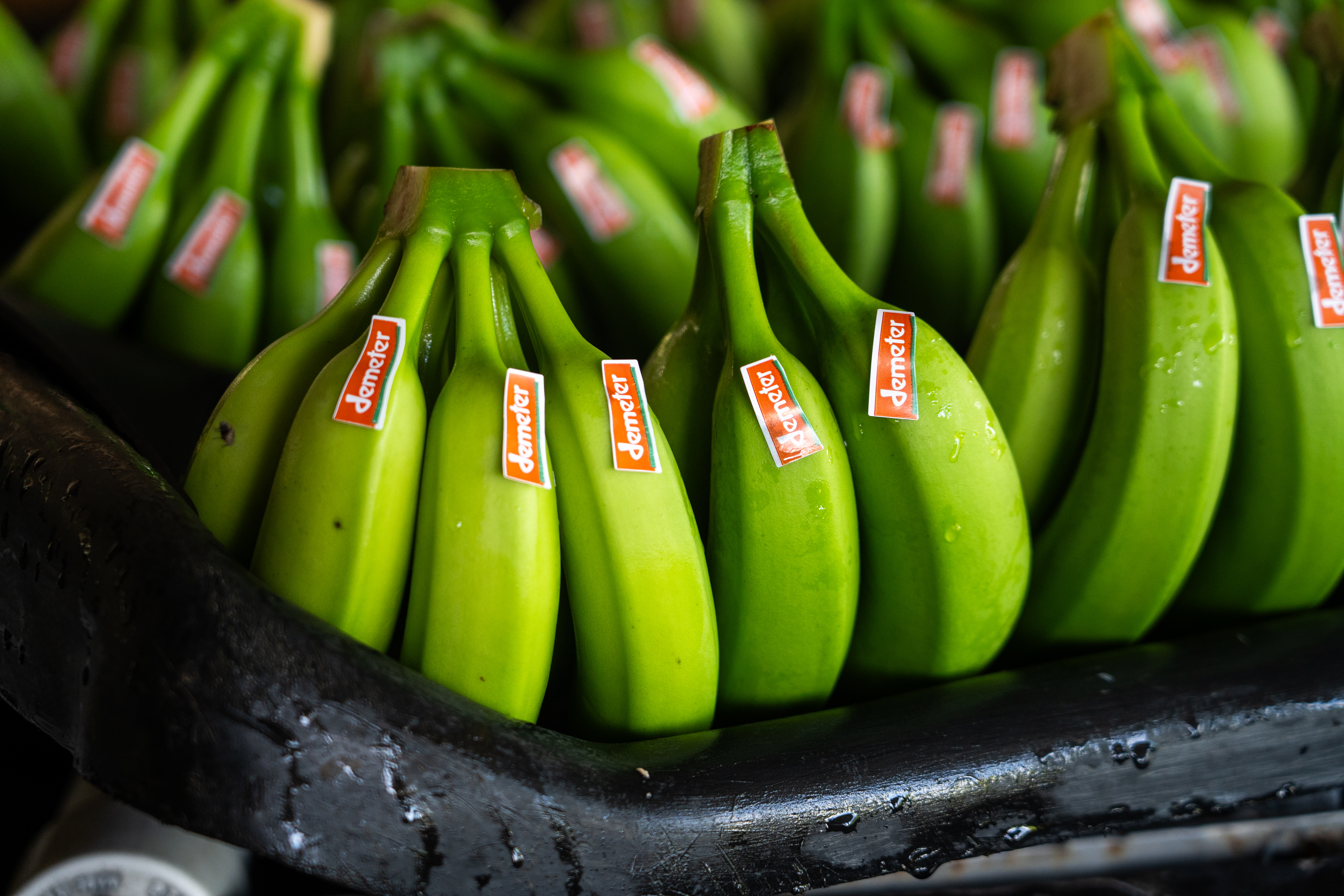 Bananas