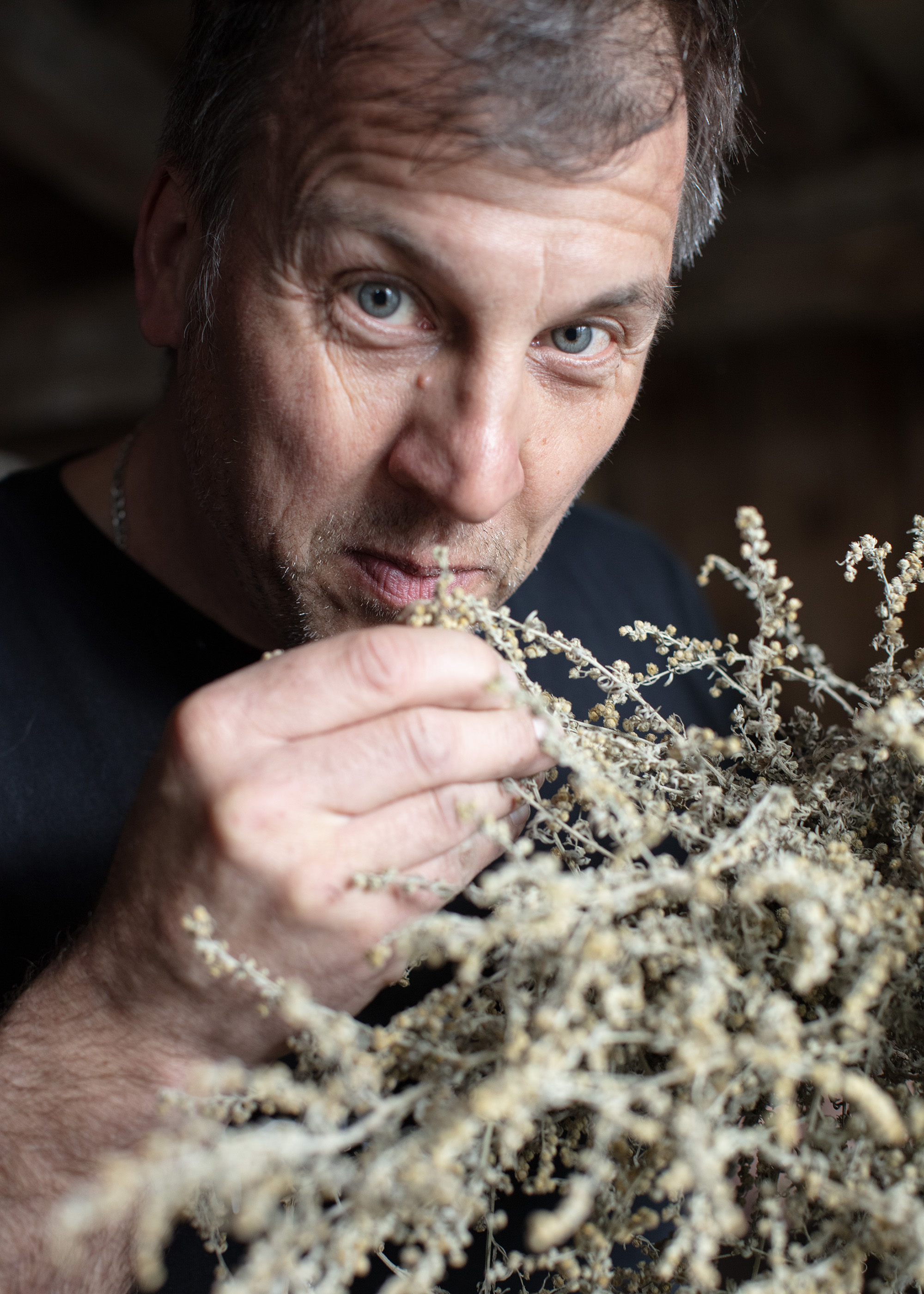 Absinth Philippe Martin riecht an einem getrockneten Busch des Grossen Wermutkrauts.
