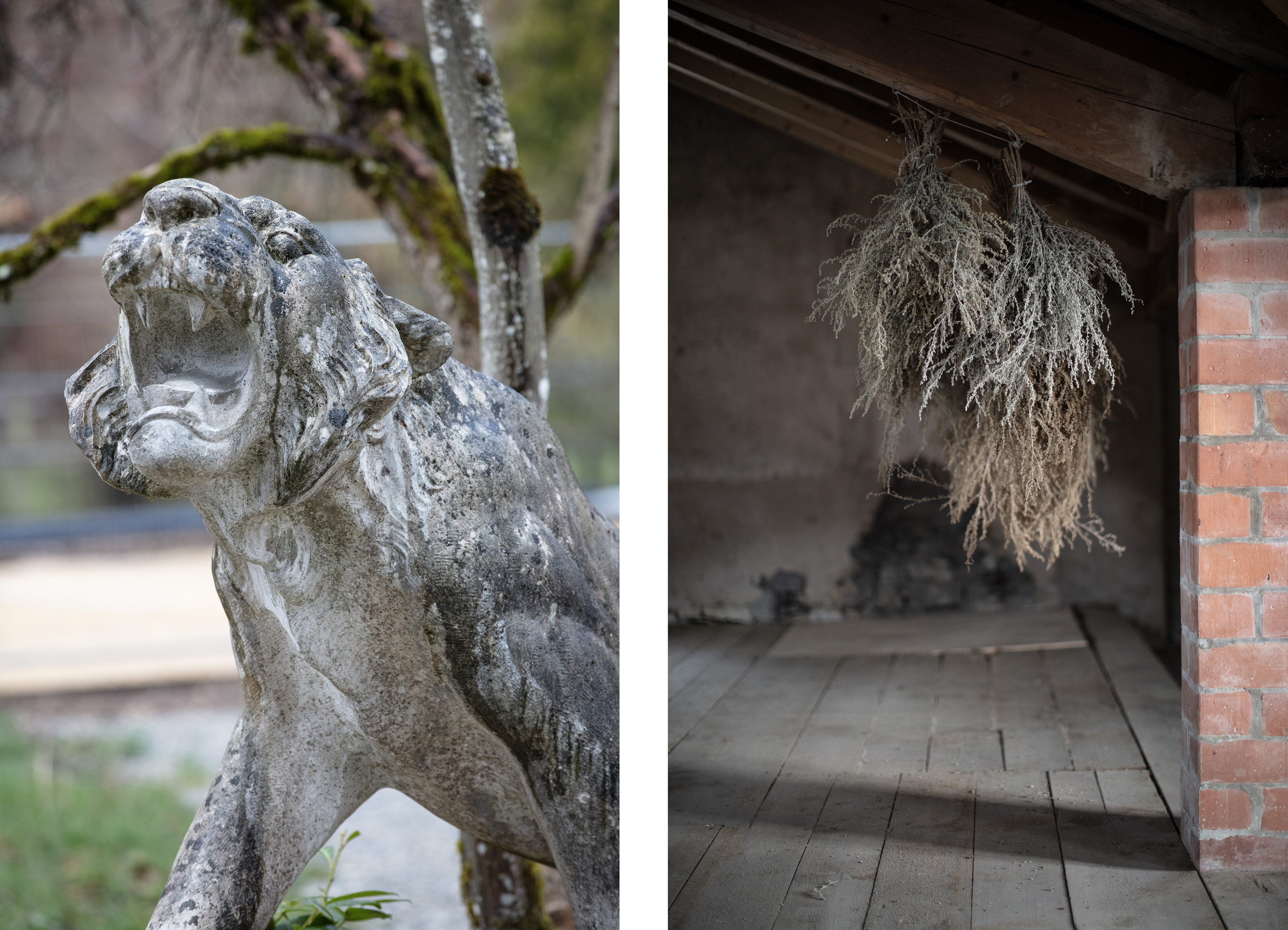 statua di un felino e cespuglio appeso