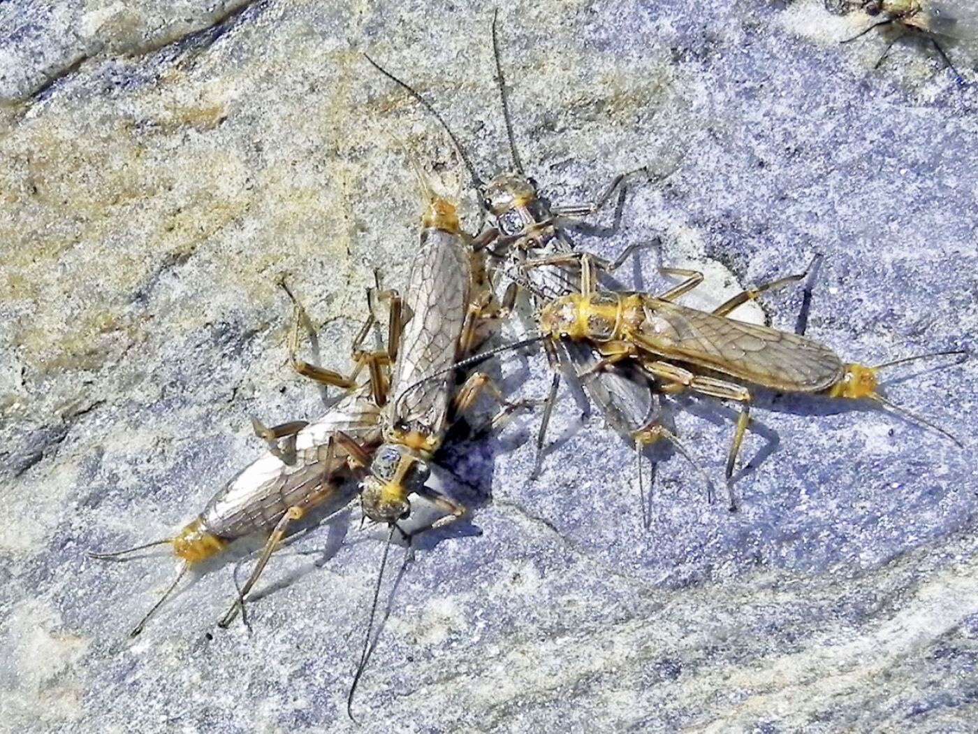 Alpine stonefly named "new species of the year"