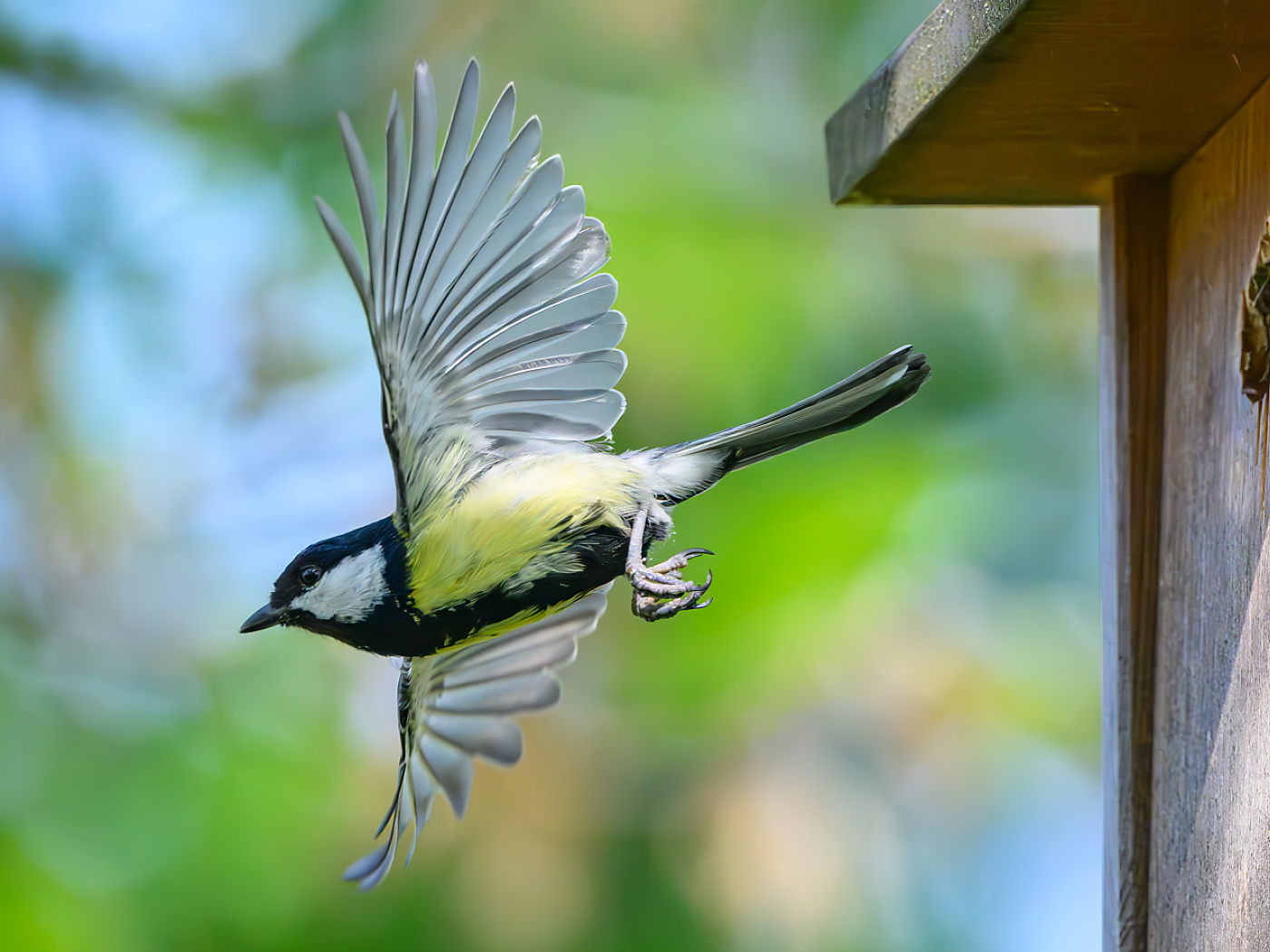Too much light at night disturbs great tits when breeding