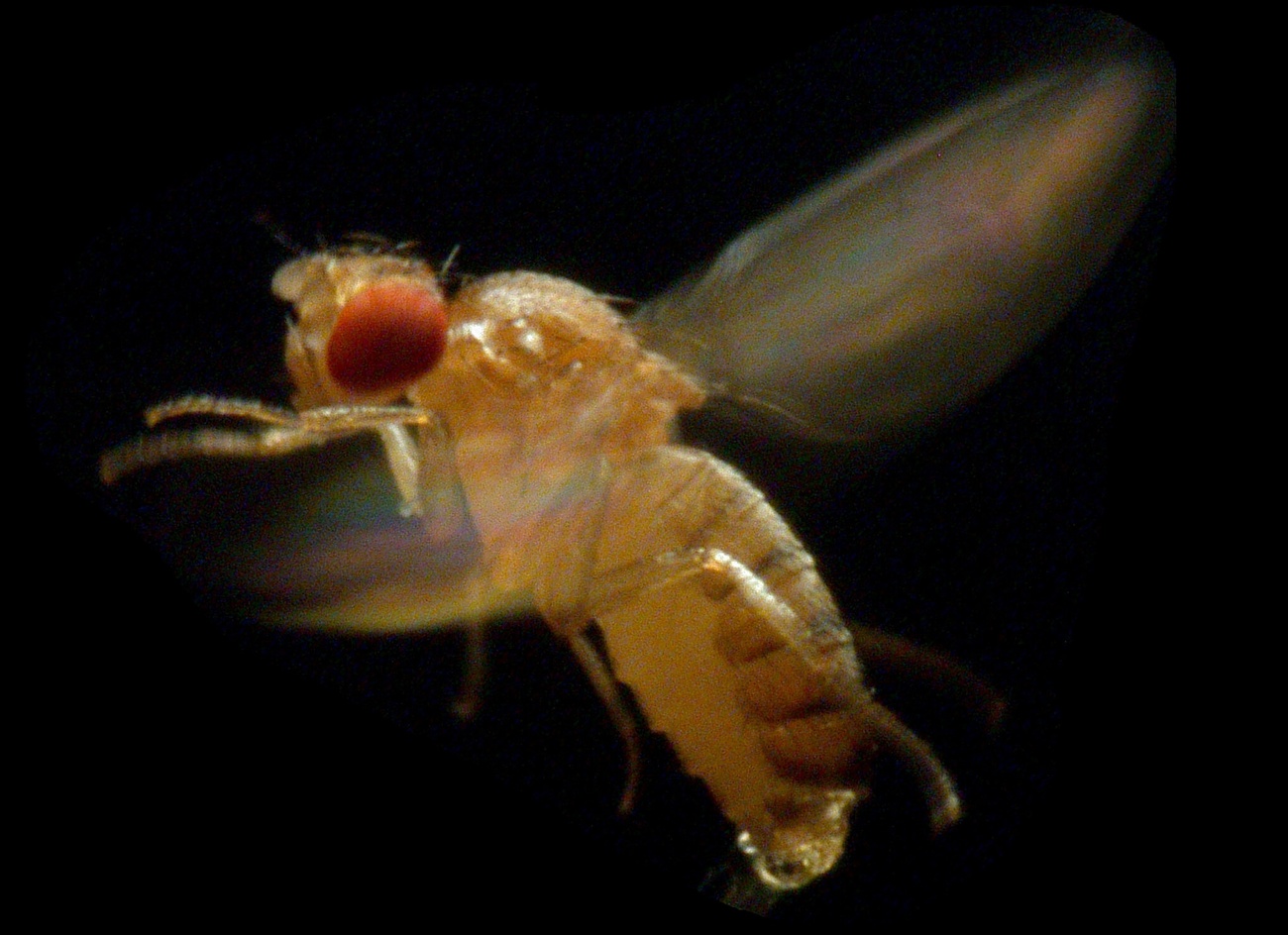 Fruit fly inspires exploration of other planets