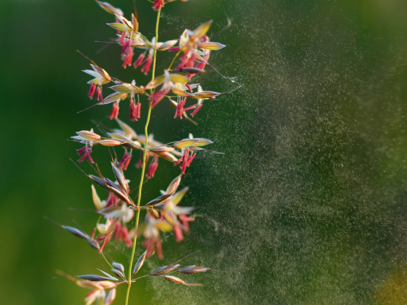 瑞士进入最强过敏季节。