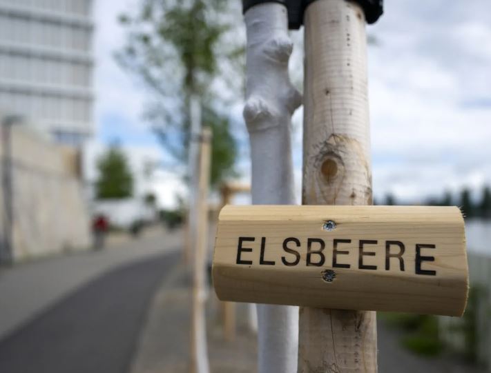 Im Zuge der Anpassung Basels an den Klimawandel begrünt die Stadt den Elsässerrheinweg.K