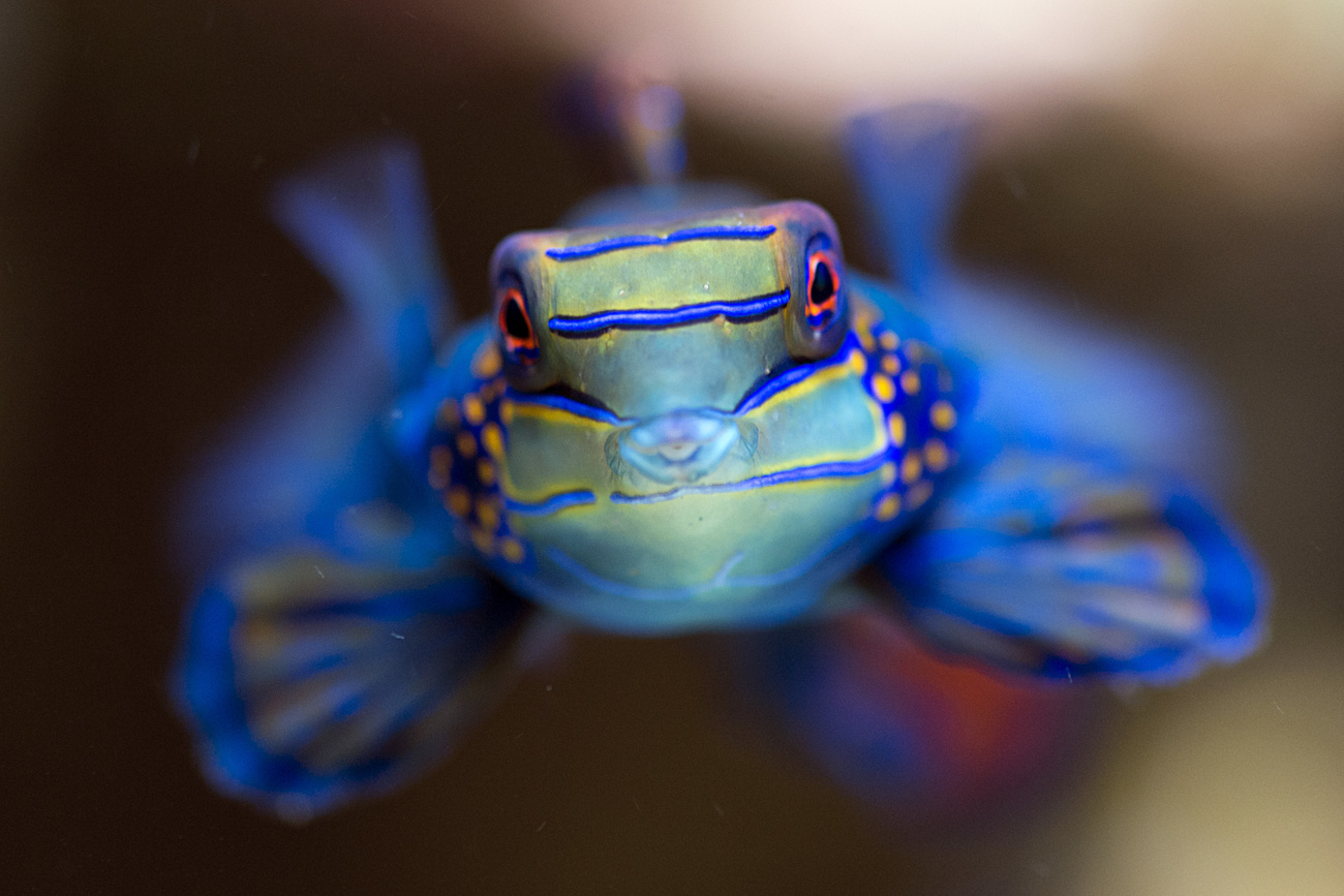 pesce