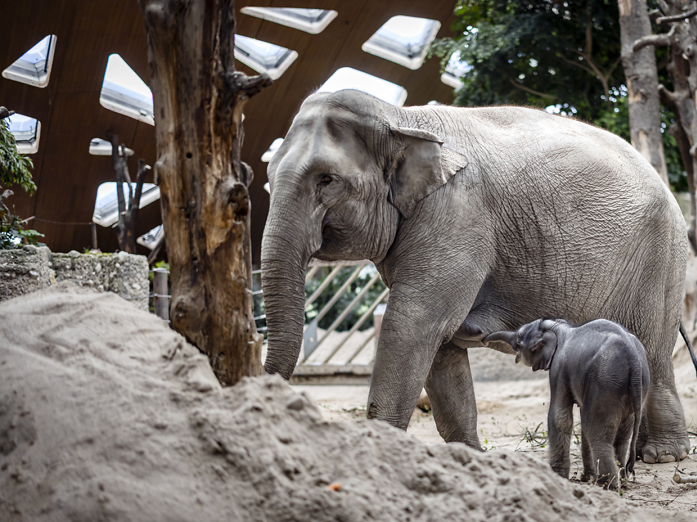 Elephant calf is born at Zurich Zoo at Easter