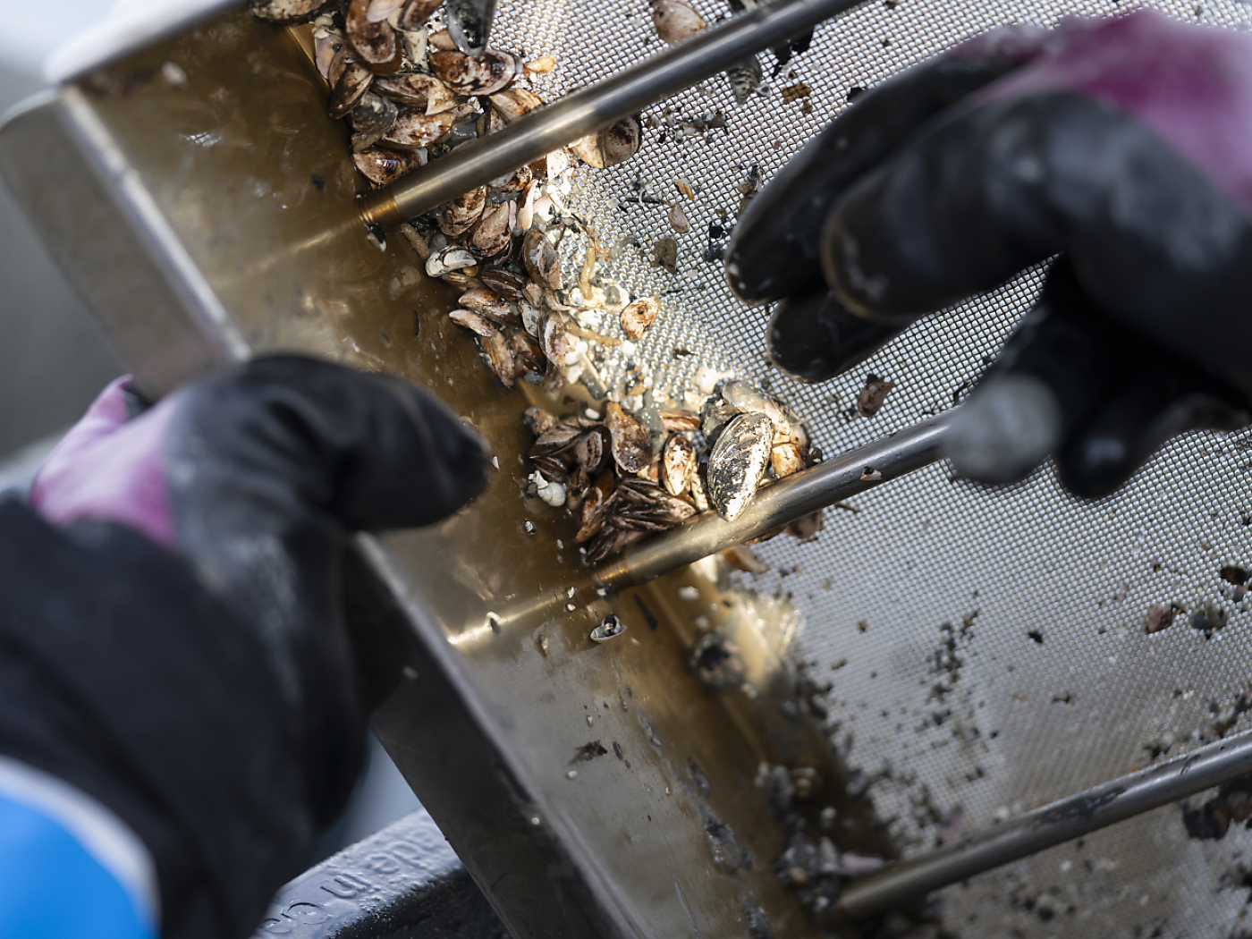 Experts call for swift action against quagga mussel invasion