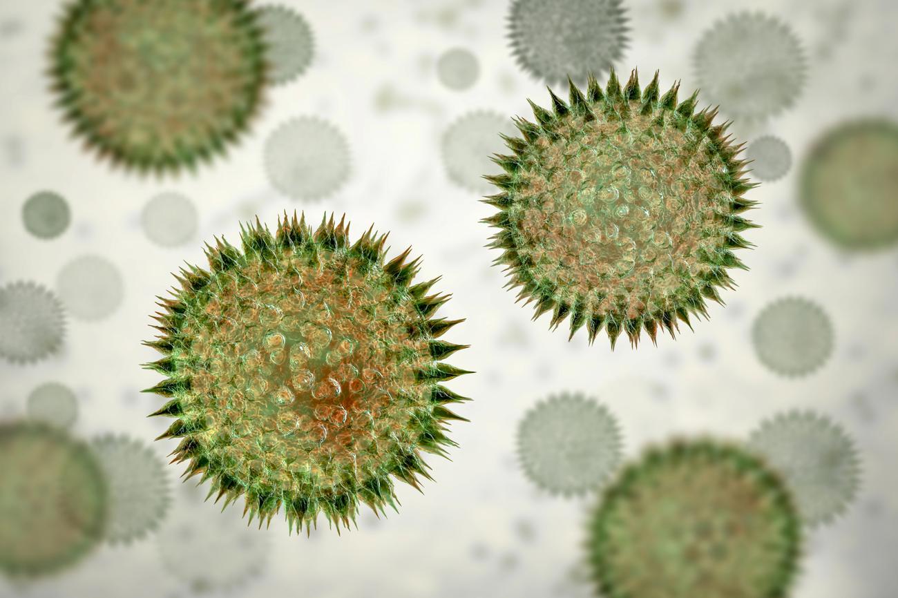 Grains de pollen - Illustration 3D.
